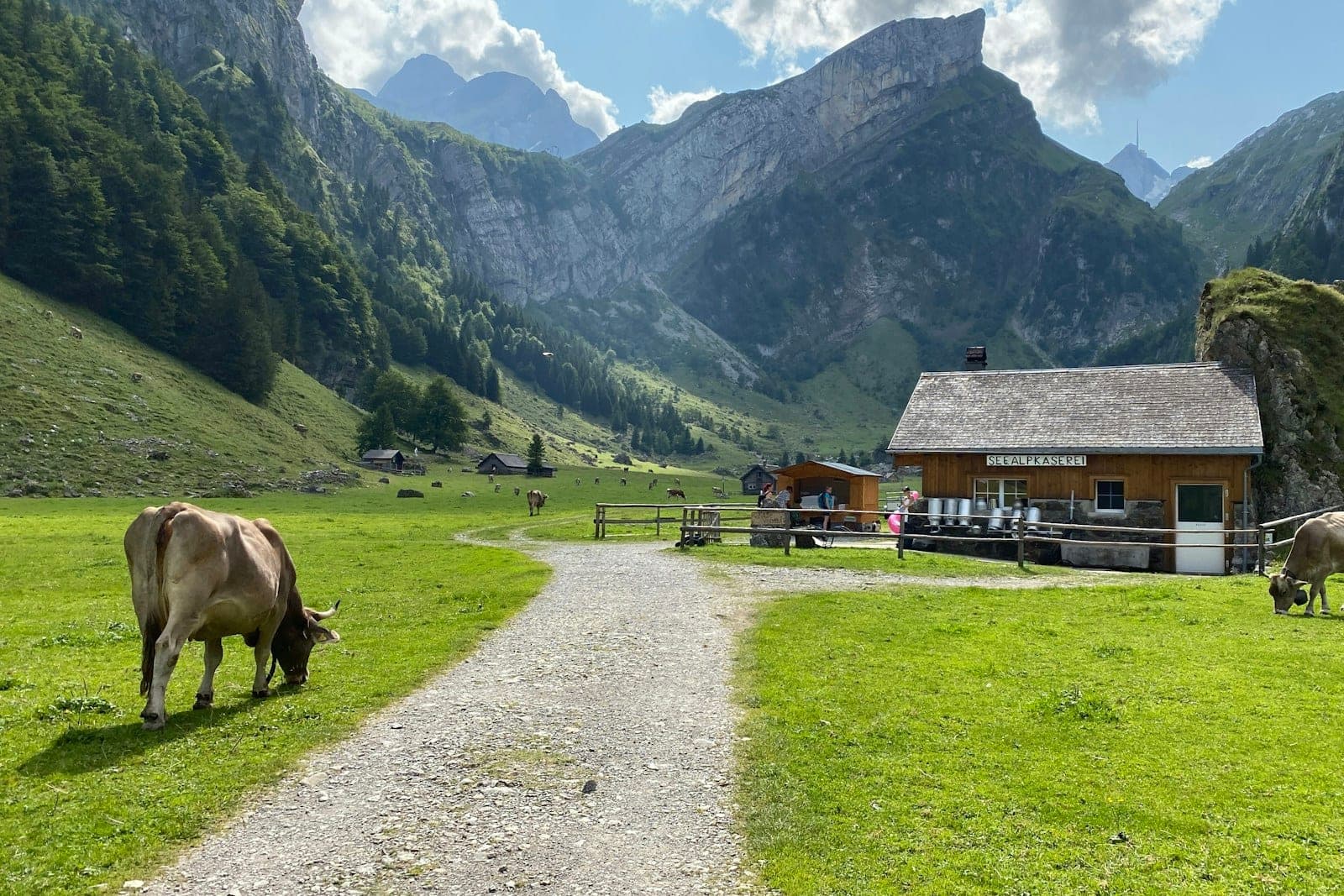 A cow beside a gravel track, a farmhouse and limestone cliffs behind